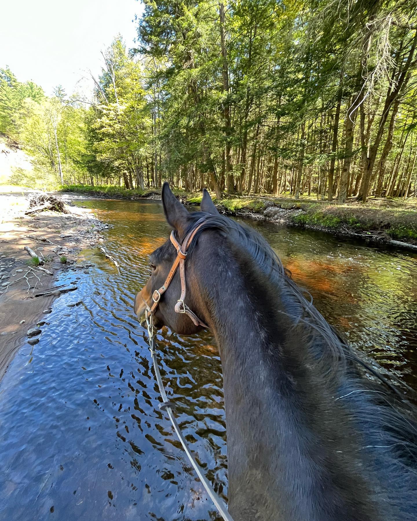 Whistle in Otter Creek
